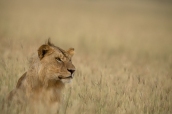 Serengeti Tanzania Thorsten Klint